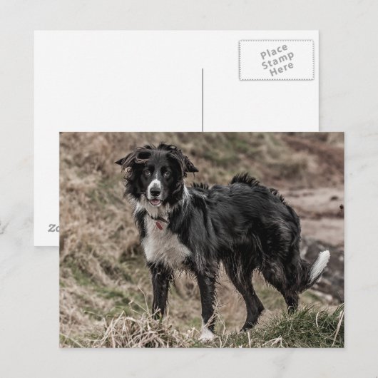 Border Collie Postcard Postkarte (Vorne/Hinten)