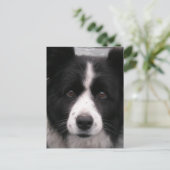 Border Collie Postcard Postkarte (Stehend Vorderseite)