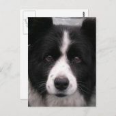 Border Collie Postcard Postkarte (Vorne/Hinten)