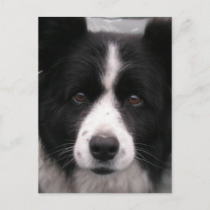 Border Collie Postcard Postkarte