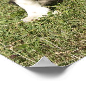 Border Collie Poster (Ecke)