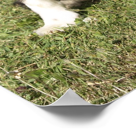 Border Collie Poster (Ecke)