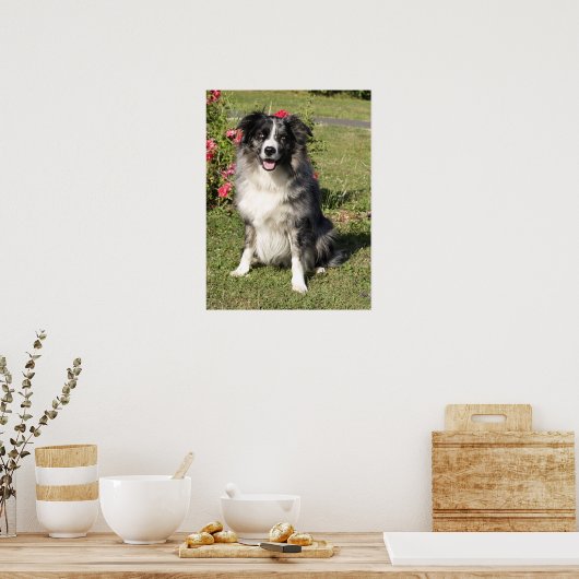 Border Collie Poster (Küche)
