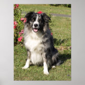 Border Collie Poster (Vorne)
