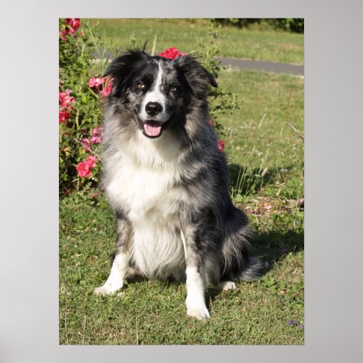 Border Collie Poster (Vorne)