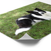 Border Collie Poster (Ecke)