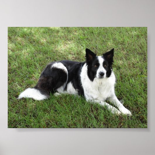 Border Collie Poster (Vorne)
