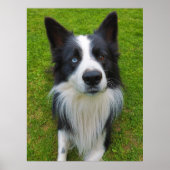 Border Collie Poster (Vorne)