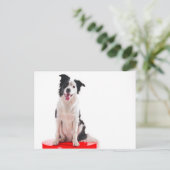 Border-Collie Postkarte (Stehend Vorderseite)