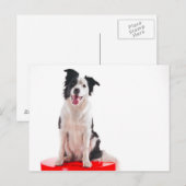 Border-Collie Postkarte (Vorne/Hinten)