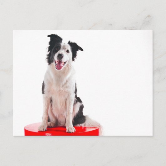 Border-Collie Postkarte (Vorderseite)
