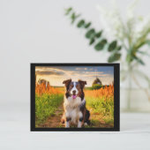 Border Collie Postkarte (Stehend Vorderseite)