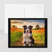 Border Collie Postkarte (Vorne/Hinten)