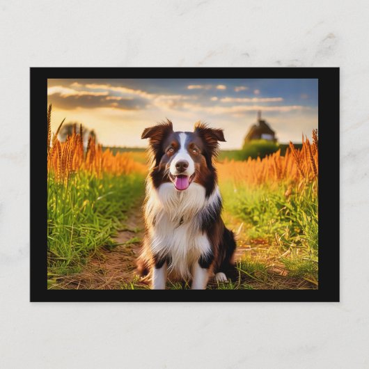 Border Collie Postkarte (Vorderseite)