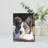 BORDER COLLIE POSTKARTE (Stehend Vorderseite)