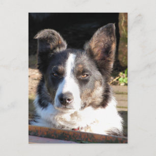 BORDER COLLIE POSTKARTE