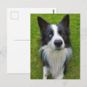 Border Collie Postkarte (Vorne/Hinten)