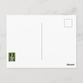 Border Collie Postkarte (Rückseite)