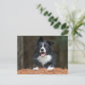 Border Collie Postkarte (Stehend Vorderseite)