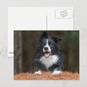 Border Collie Postkarte (Vorne/Hinten)
