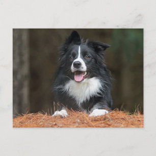 Border Collie Postkarte