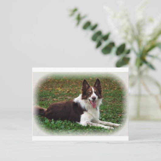 Border Collie Postkarte (Stehend Vorderseite)