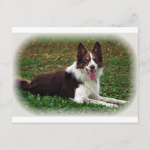 Border Collie Postkarte