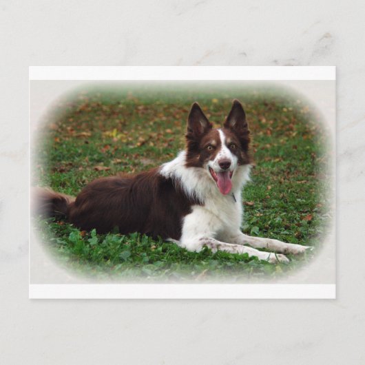 Border Collie Postkarte (Vorderseite)