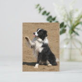 Border Collie Postkarte (Stehend Vorderseite)