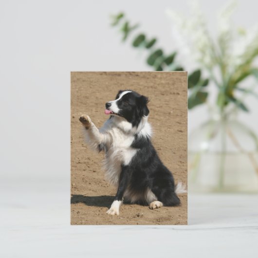Border Collie Postkarte (Stehend Vorderseite)