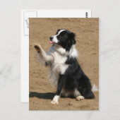 Border Collie Postkarte (Vorne/Hinten)