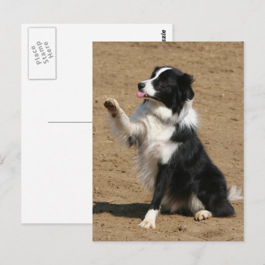 Border Collie Postkarte (Vorne/Hinten)