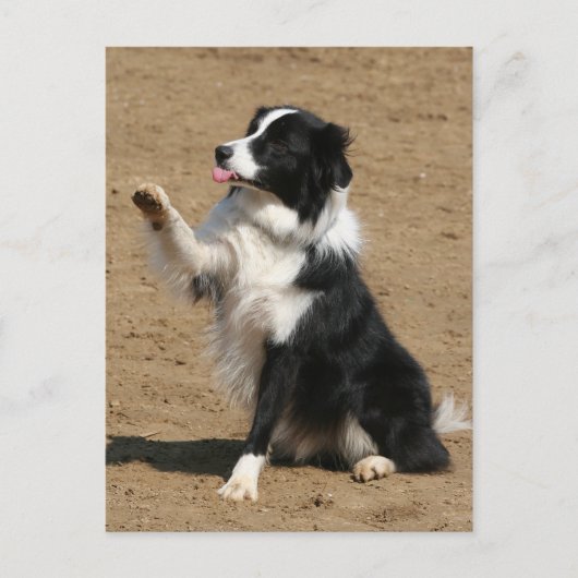 Border Collie Postkarte (Vorderseite)