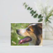 Border Collie Postkarte (Stehend Vorderseite)