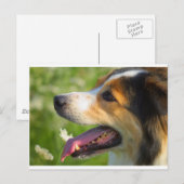 Border Collie Postkarte (Vorne/Hinten)