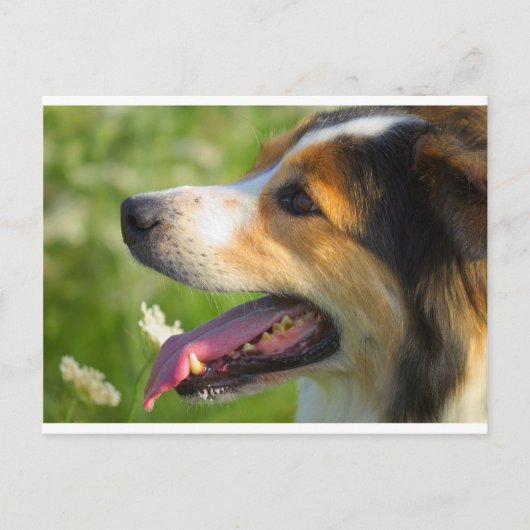 Border Collie Postkarte (Vorderseite)