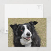 Border Collie Postkarte (Vorne/Hinten)