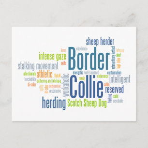 Border Collie Postkarte