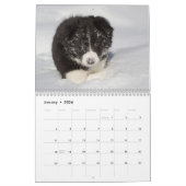Border Collie Puppies Mauerkalender Kalender (Jan 2026)