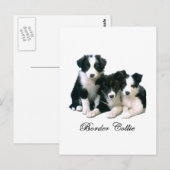 Border Collie Puppies Postkarte (Vorne/Hinten)