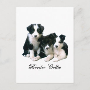 Border Collie Puppies Postkarte