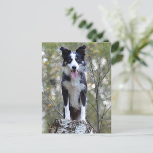 Border Collie Puppy Dog - Blank, Hello, Love Postkarte (Stehend Vorderseite)