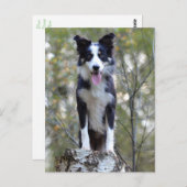Border Collie Puppy Dog - Blank, Hello, Love Postkarte (Vorne/Hinten)