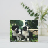 Border Collie Puppy Dog - Hallo, denken Sie an Sie Postkarte (Stehend Vorderseite)