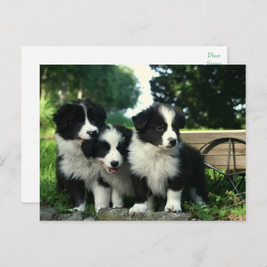 Border Collie Puppy Dog - Hallo, denken Sie an Sie Postkarte (Vorne/Hinten)