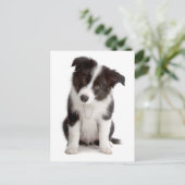 Border Collie Puppy Dog - Leere, Hallo, Liebe Postkarte (Stehend Vorderseite)