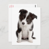 Border Collie Puppy Dog - Leere, Hallo, Liebe Postkarte (Vorne/Hinten)