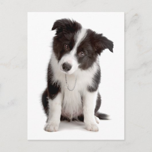 Border Collie Puppy Dog - Leere, Hallo, Liebe Postkarte (Vorderseite)