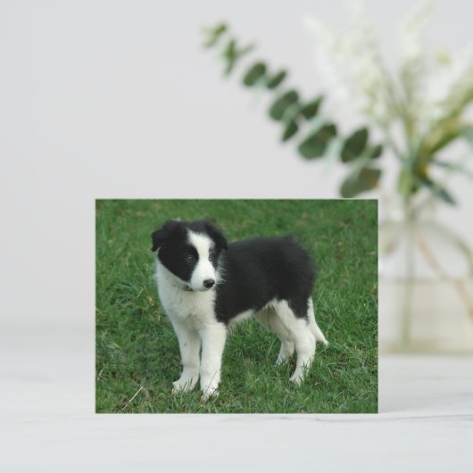 Border Collie Puppy Dog - Leere, Hallo, Liebe Postkarte (Stehend Vorderseite)