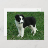 Border Collie Puppy Dog - Leere, Hallo, Liebe Postkarte (Vorne/Hinten)